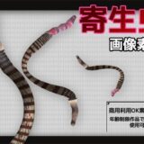 寄生虫の画像素材〜商用OK著作権フリー〜3D画像素材シリーズこんなの射精不可避ｗ